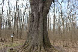 Image of Cherrybark Oak