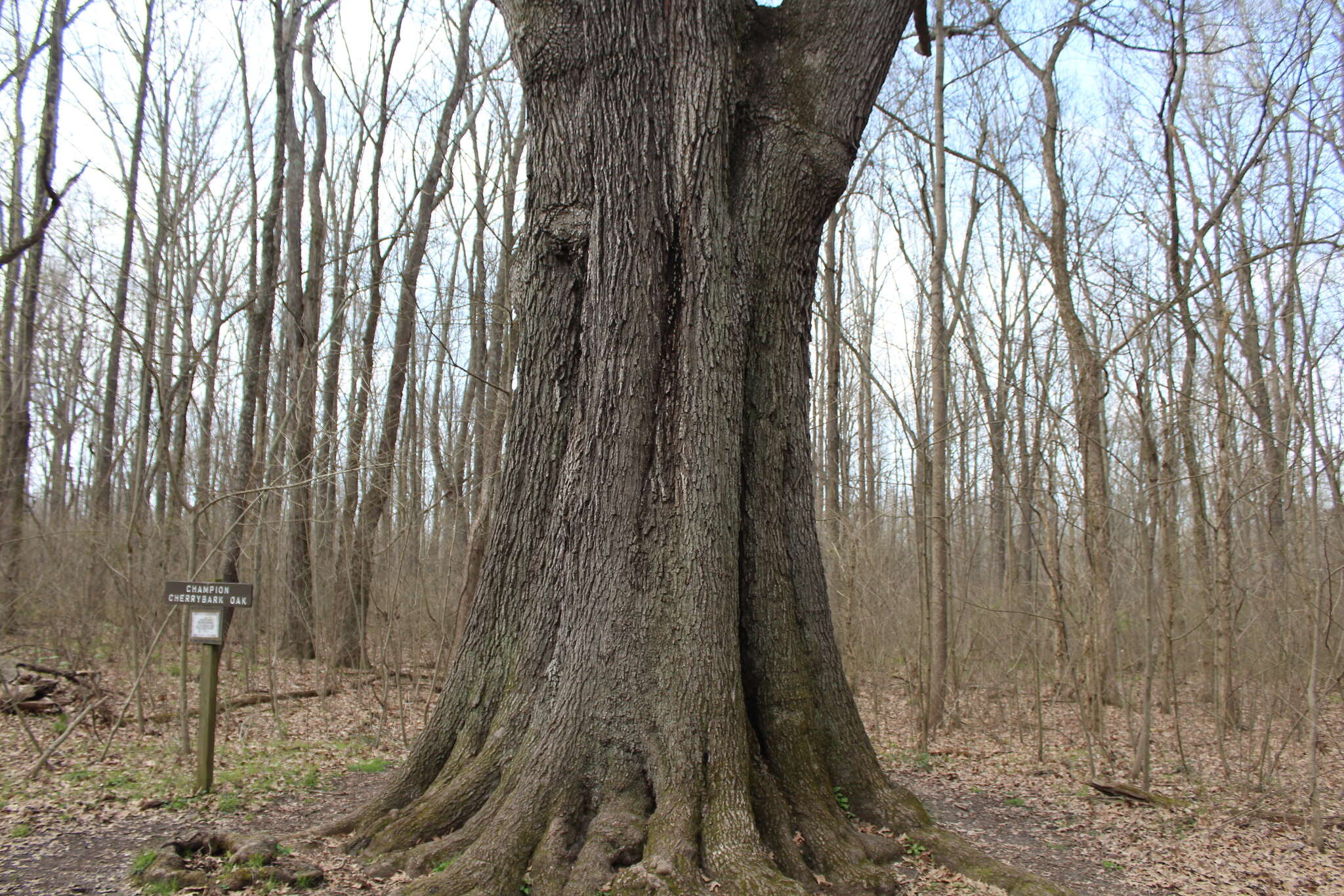 Image de Quercus pagoda Raf.