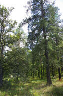 Image of Siberian Larch