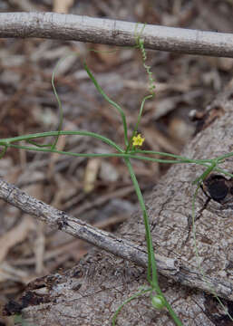 Image of Cucumis variabilis P. Sebastian & I. Telford