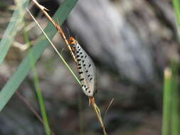 Image of Myrmeleon erythrocephalus Leach 1814