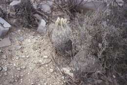 Image of Lloyd's Mariposa cactus