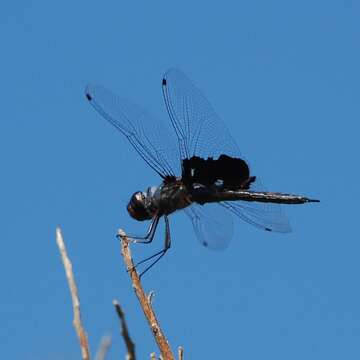 Image of Black Saddlebags