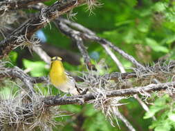 Image of Yellow-throated Vireo