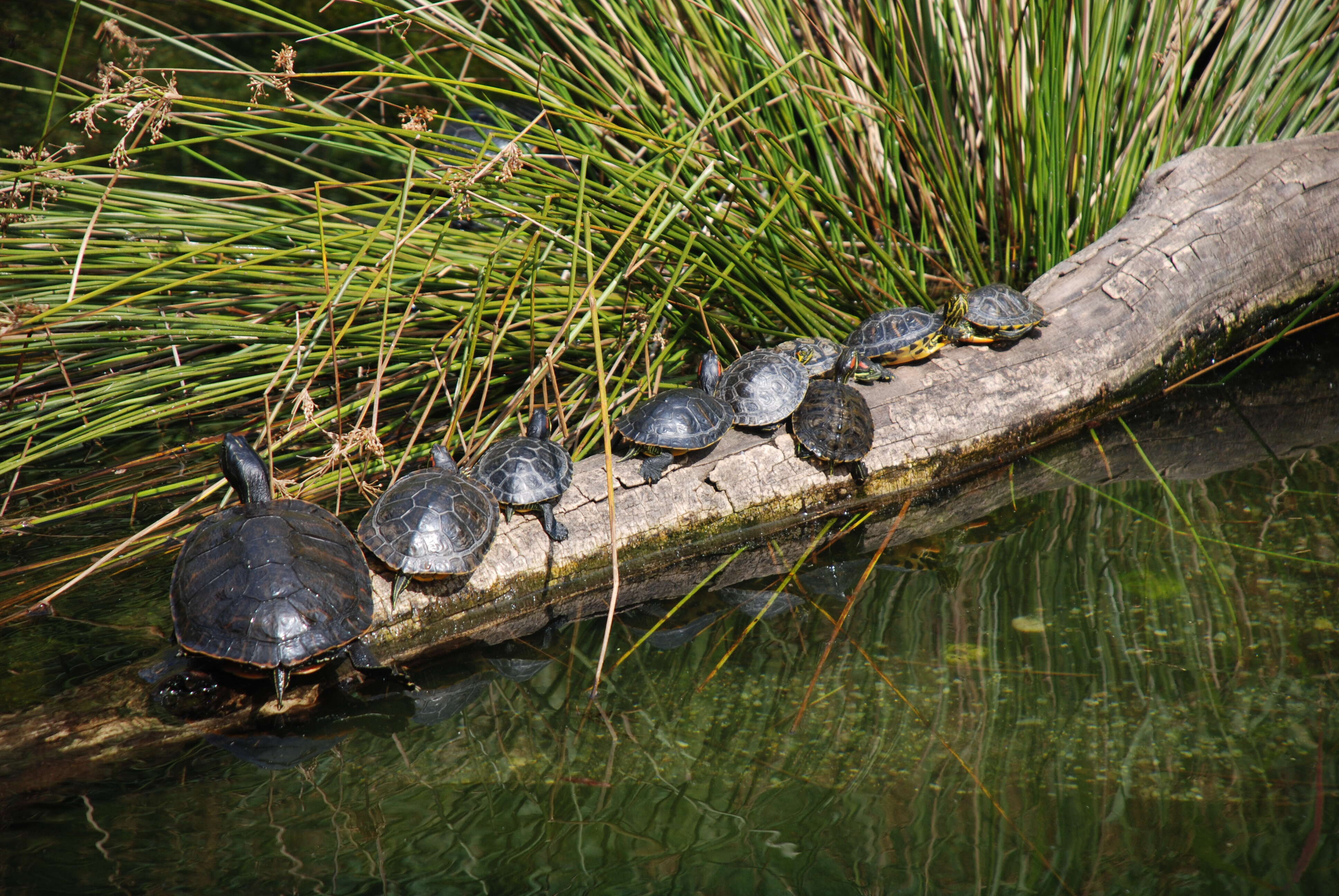 Image of slider turtle, red-eared terrapin, red-eared slider