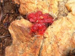 Image of Drosera trinervia Spreng.