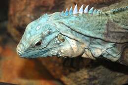 Cyclura lewisi Grant 1940 resmi