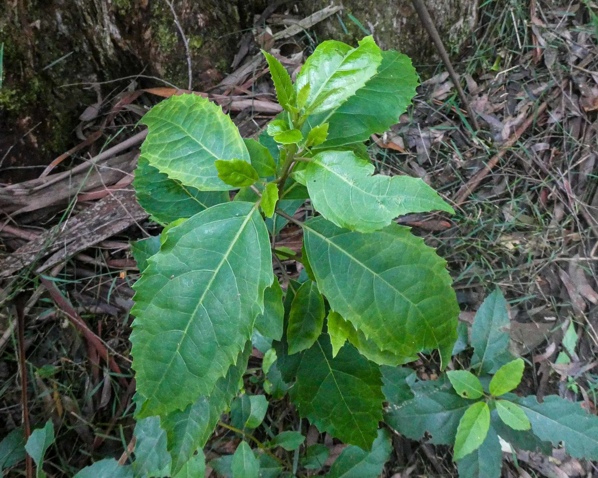 Image of Hedycarya angustifolia A. Cunn.