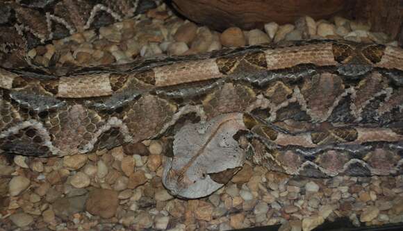 Image of Rhinoceros Viper