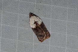 Image of Acleris braunana McDunnough 1934