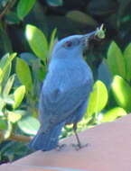 Image of Blue Rock Thrush