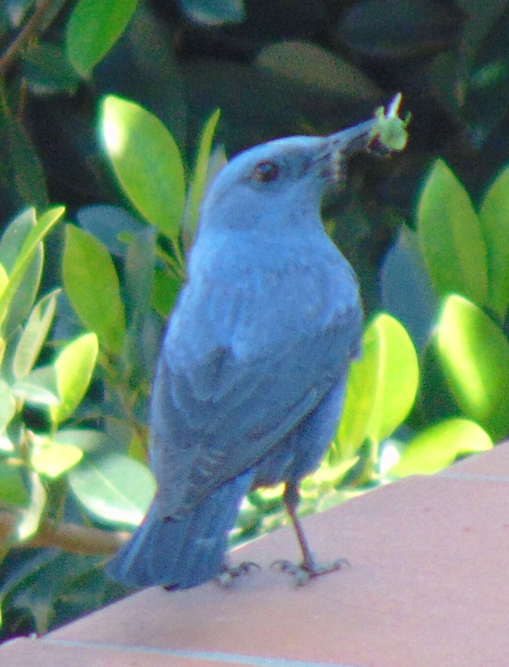 Image de Merle bleu