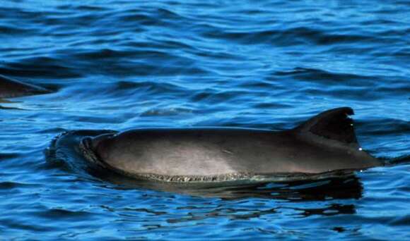 Image of Common porpoises