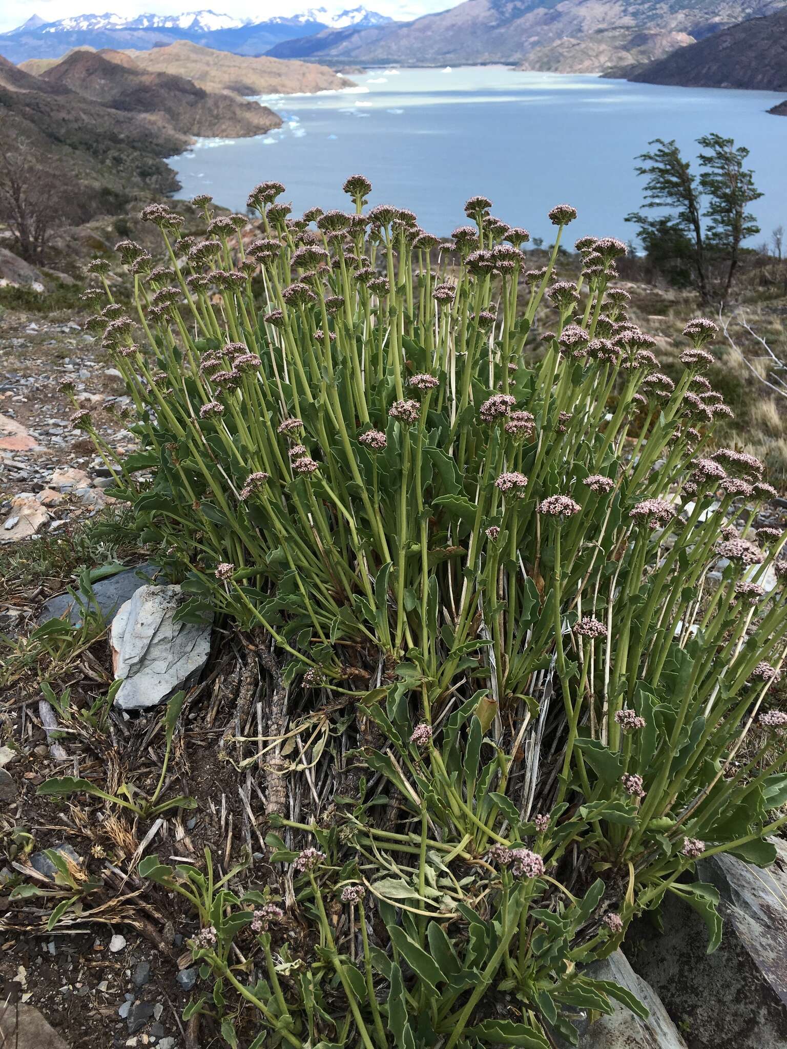 Image of Valeriana carnosa Sm.