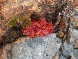 Image of Drosera trinervia Spreng.