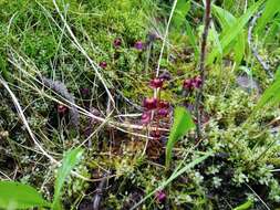 Image of brilliant red dung moss
