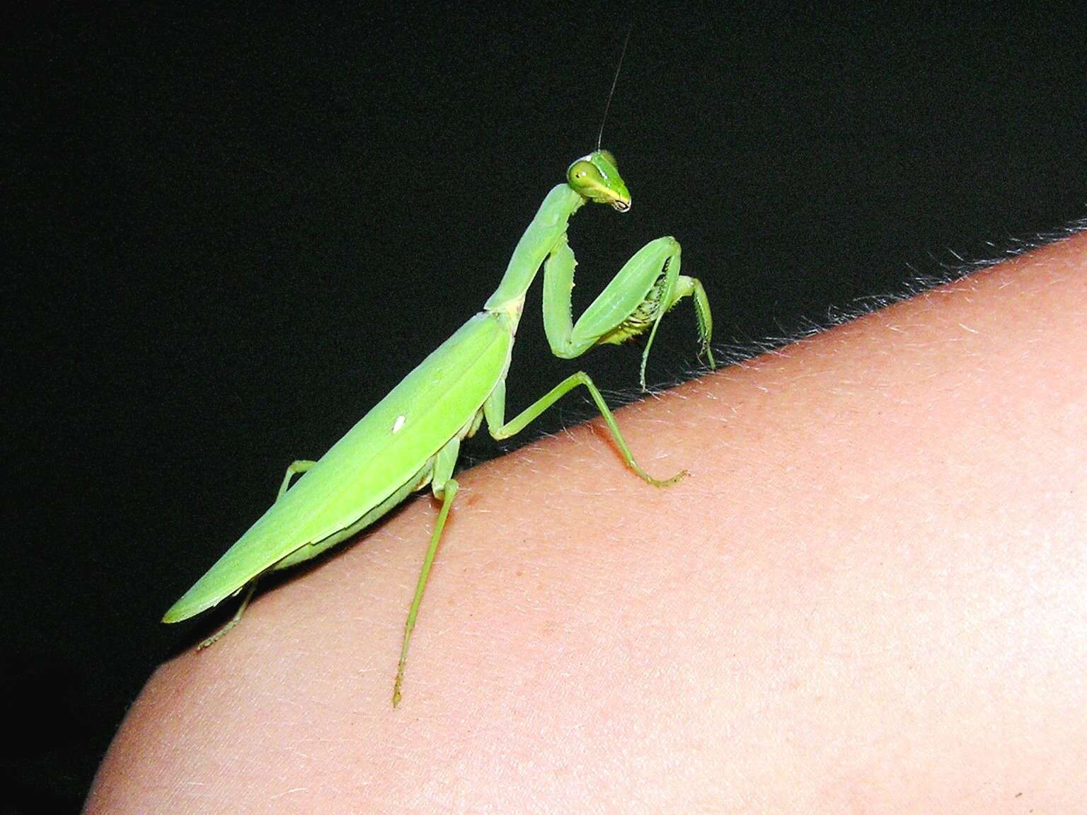 Image of Giant Asian Mantis