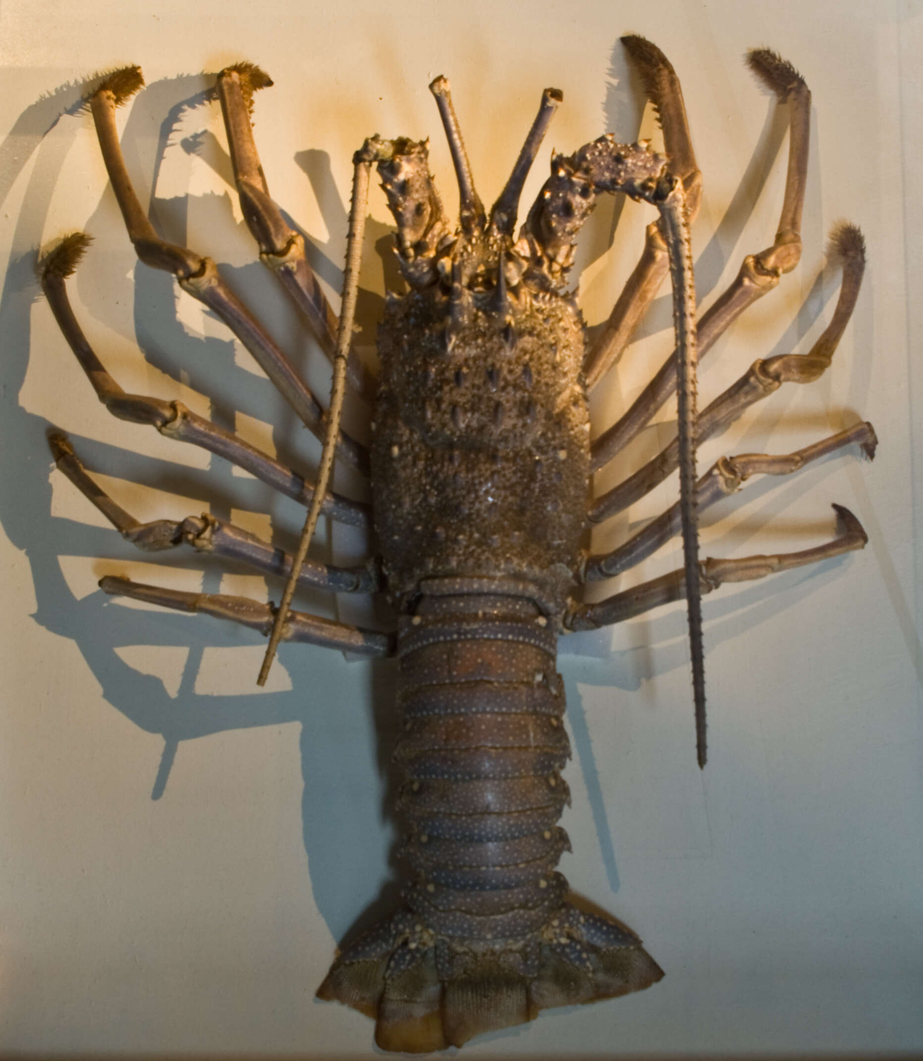 Image of Japanese Spiny Lobster
