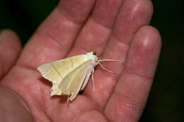 Image of swallow-tailed moth