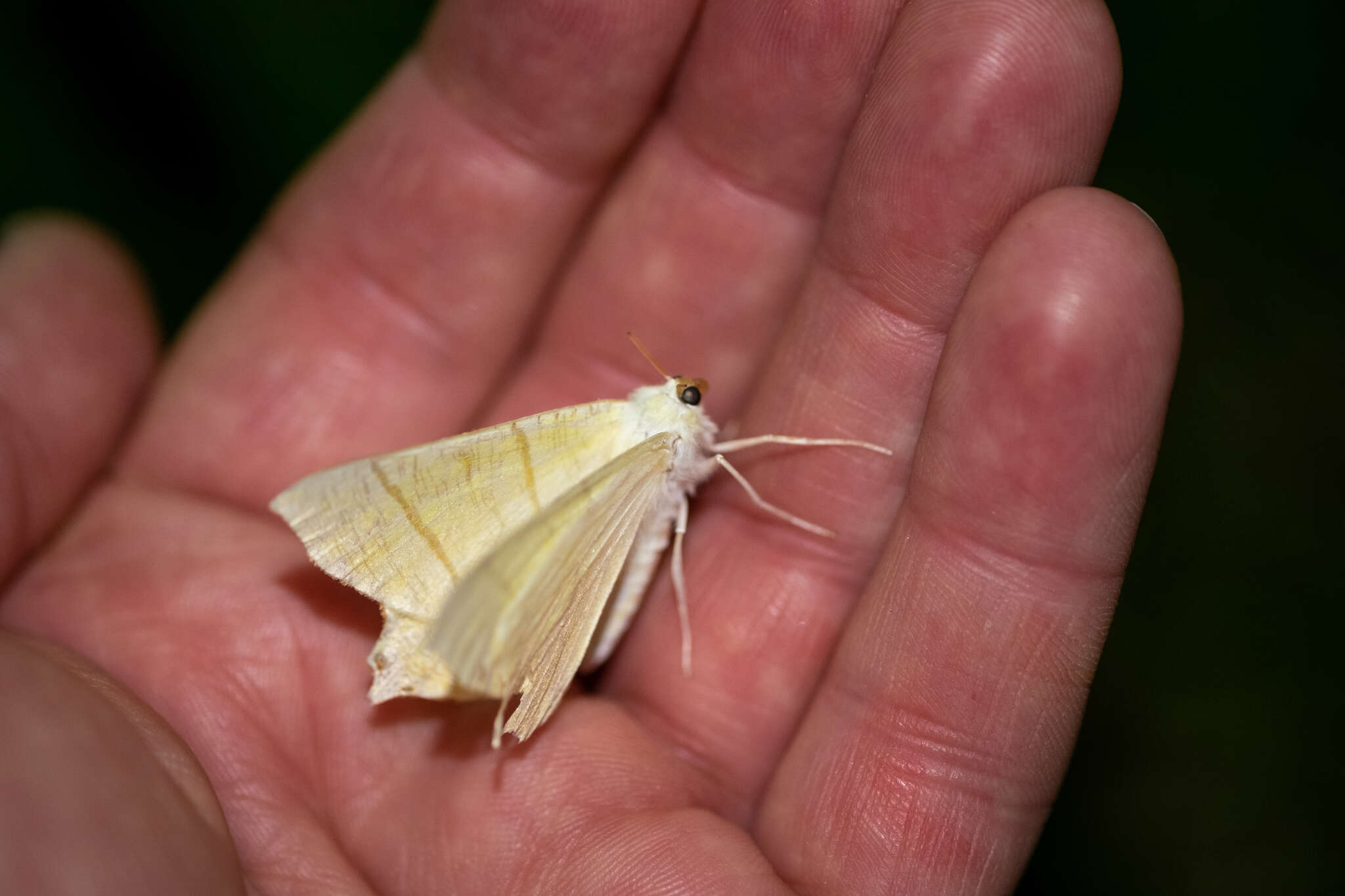 Image of swallow-tailed moth