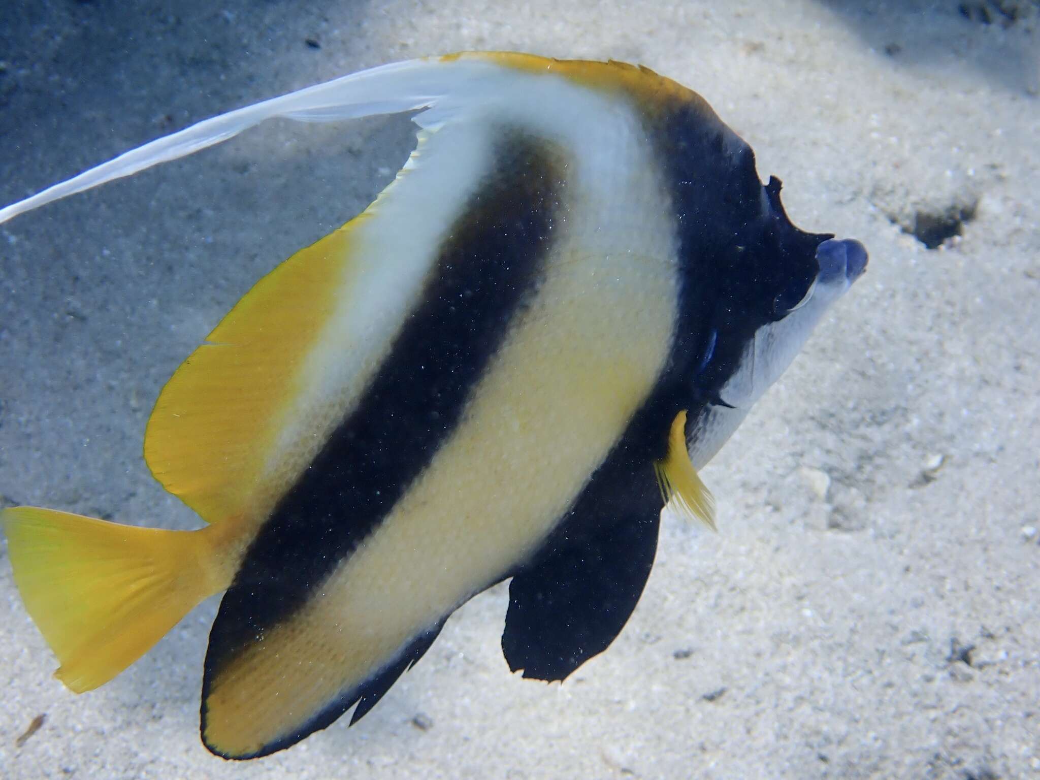 Image of Red Sea Bannerfish