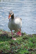 Image of Greylag Goose