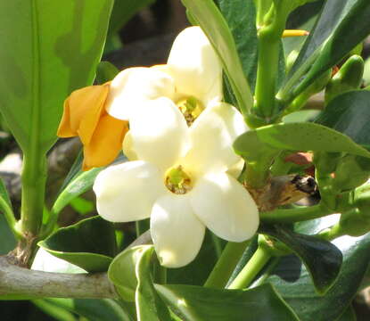 Image of Fagraea berteroana A. Gray ex Benth.