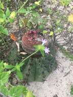 Image of Melocactus concinnus Buining & Brederoo