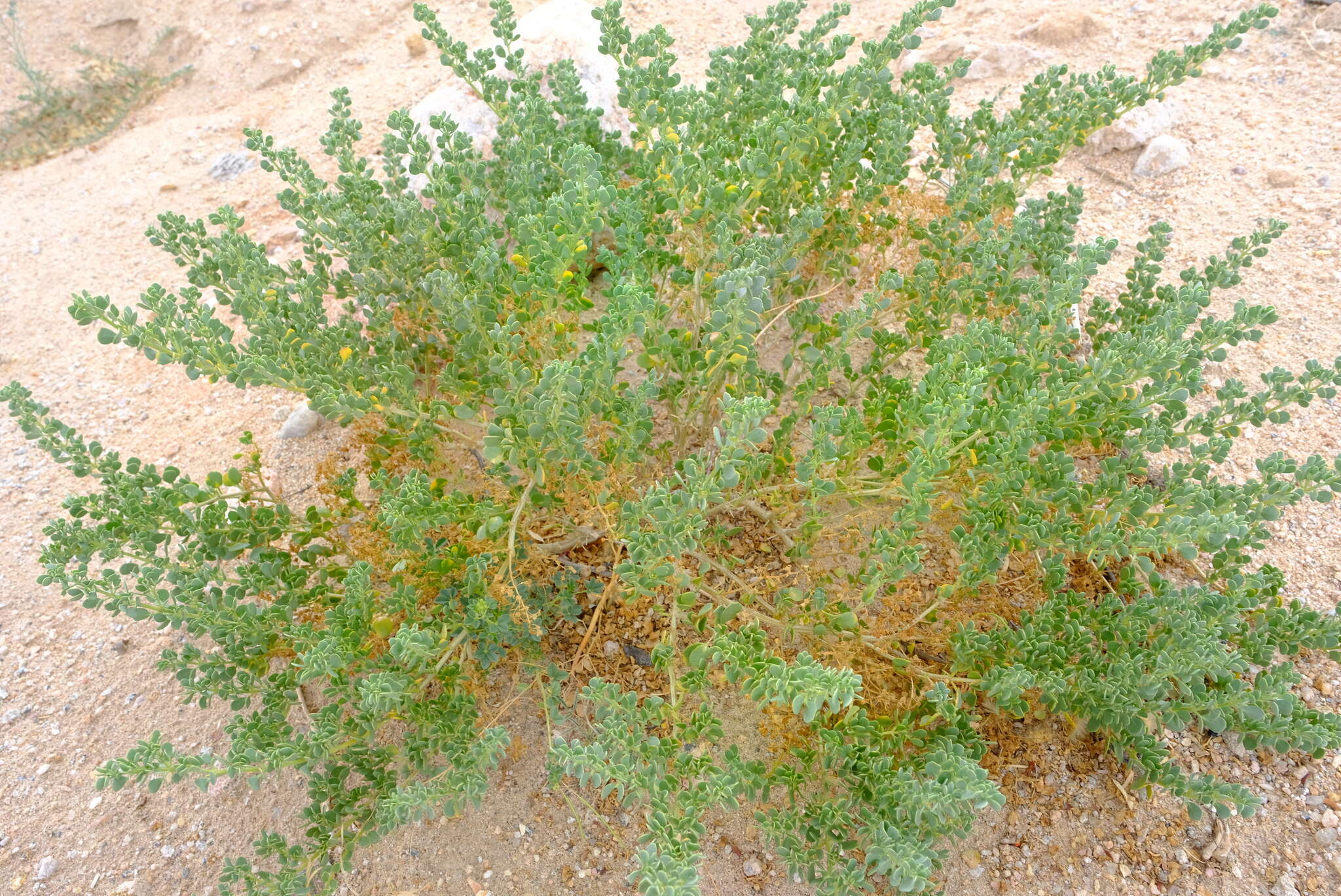 Image of Tetraena decumbens (Delile) Beier & Thulin