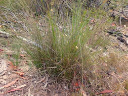 Image of Lepidosperma carphoides F. Muell. ex Benth.