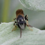 Sivun Hylaeus leptocephalus (Morawitz 1870) kuva