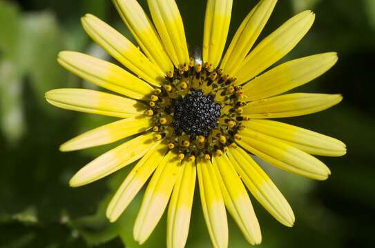 Image of Capeweed