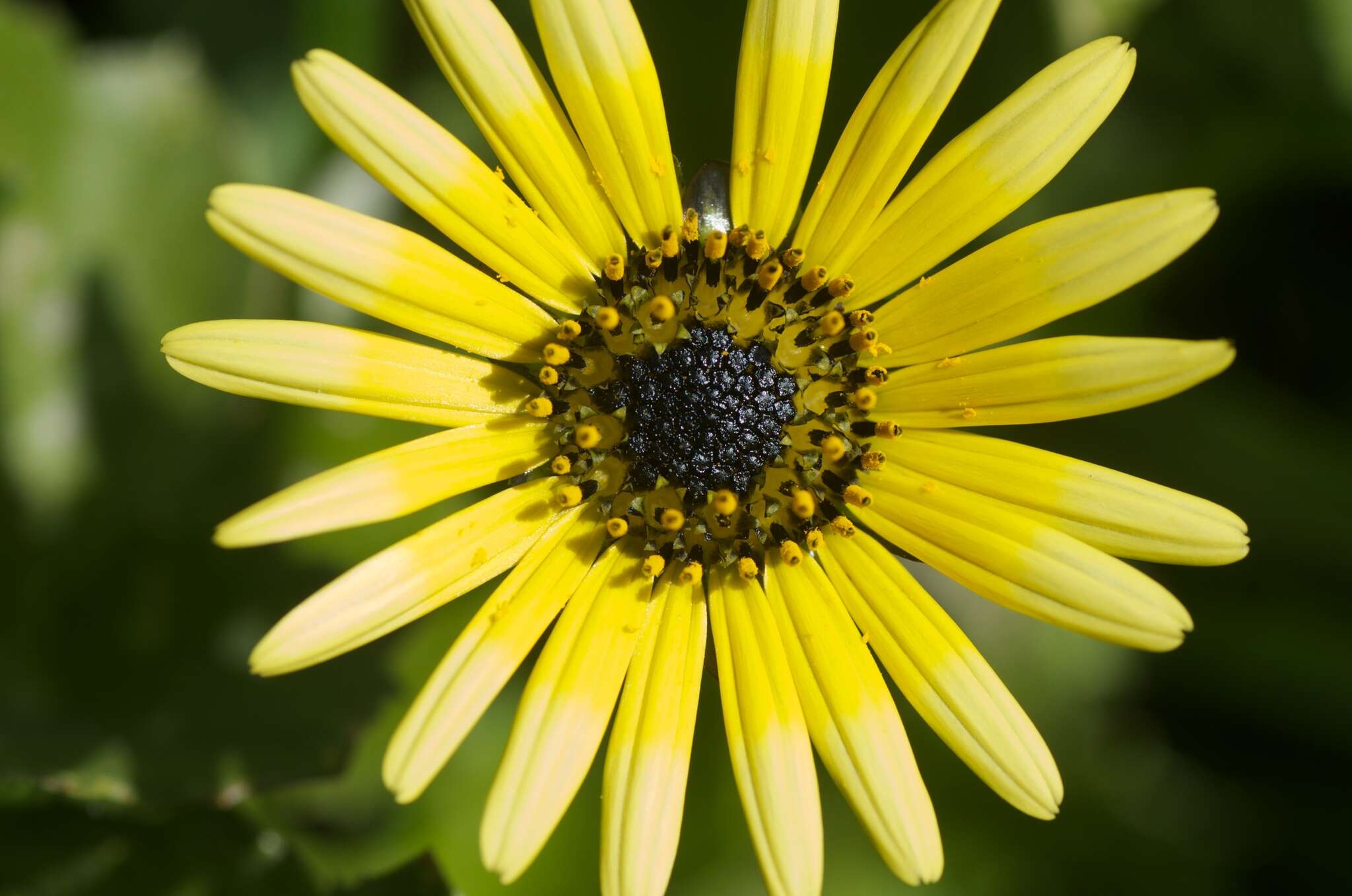 Image of Capeweed