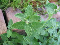 Image of Nepeta faassenii Bergmans ex Stearn