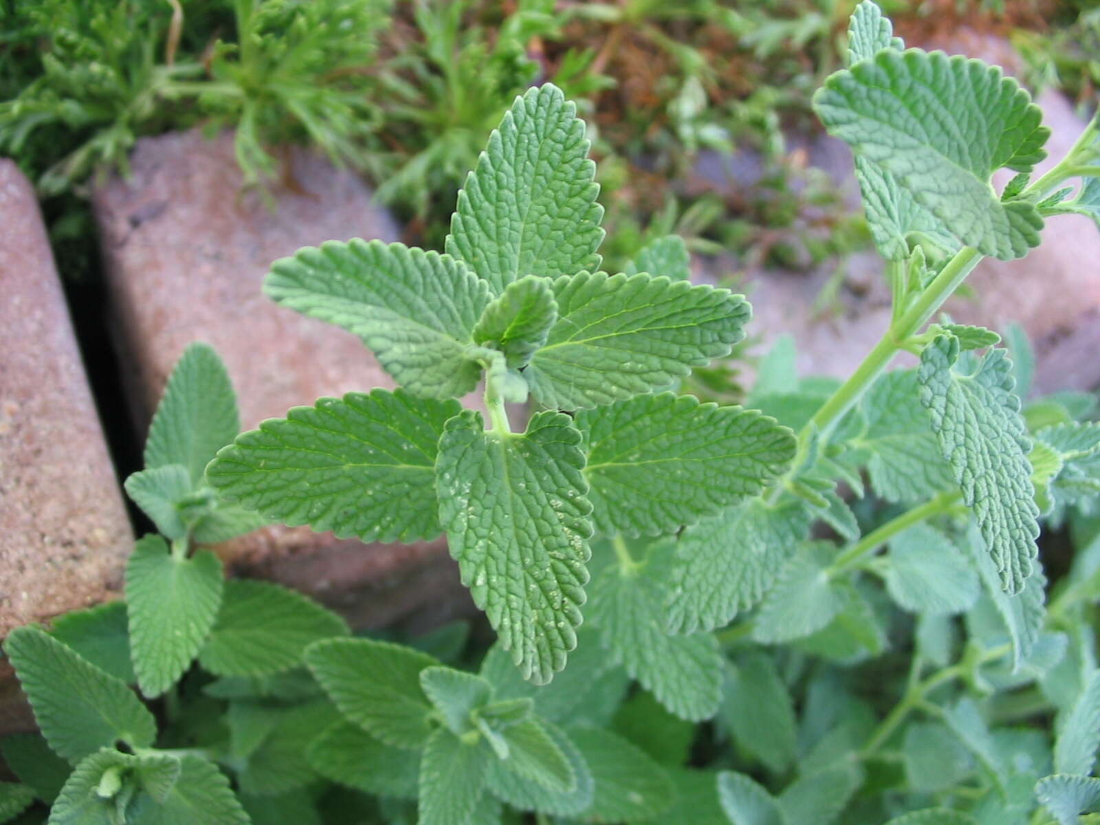 Image of Nepeta faassenii Bergmans ex Stearn