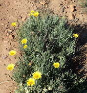 Image of Spear African Daisy