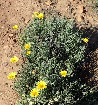 Image of Arctotis lanceolata Harv.