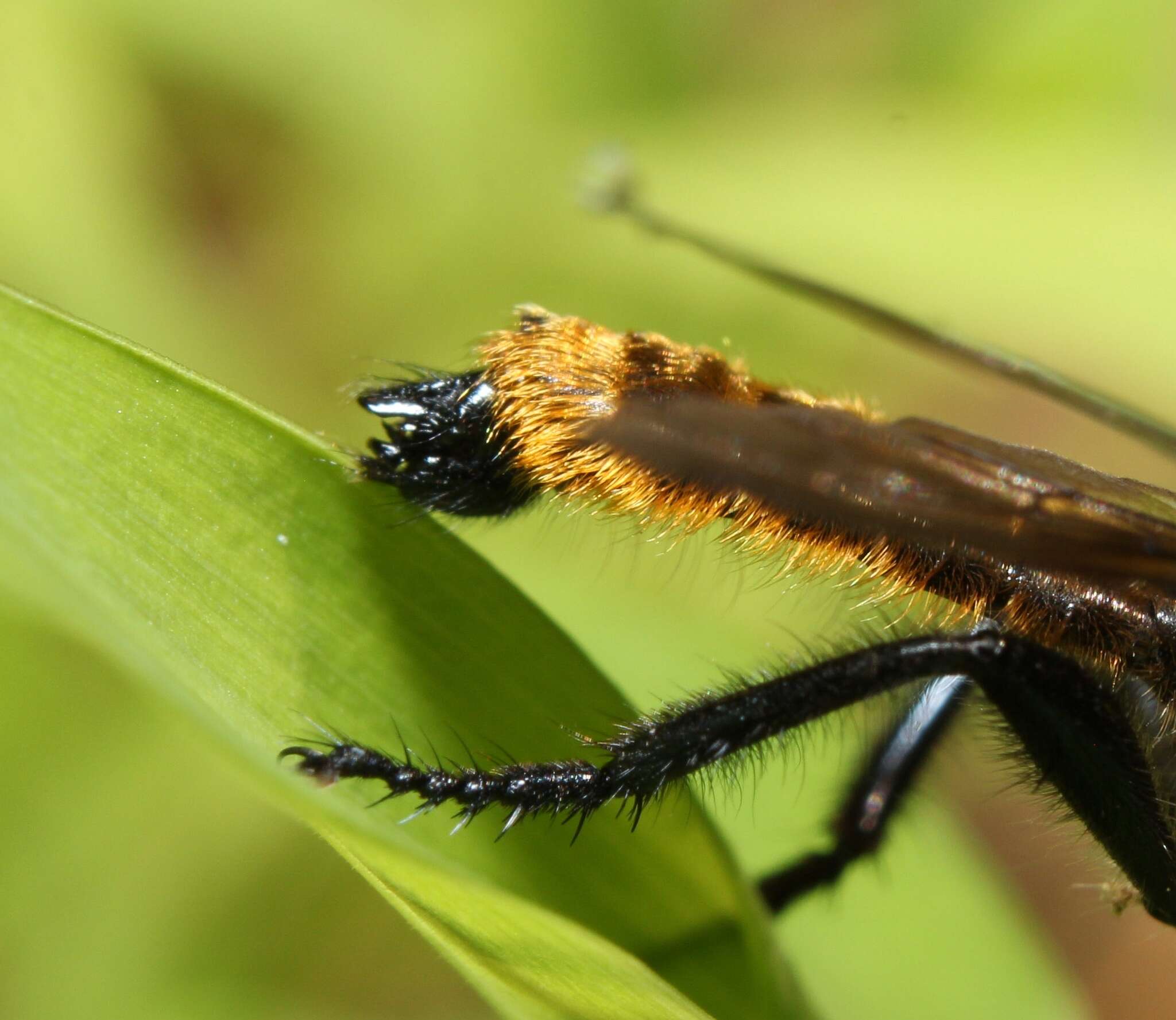 صورة Laphria aktis McAtee 1919