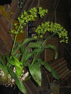 Imagem de Grammatophyllum scriptum (L.) Blume