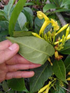 Plancia ëd Odontadenia puncticulosa (Richard) Pulle