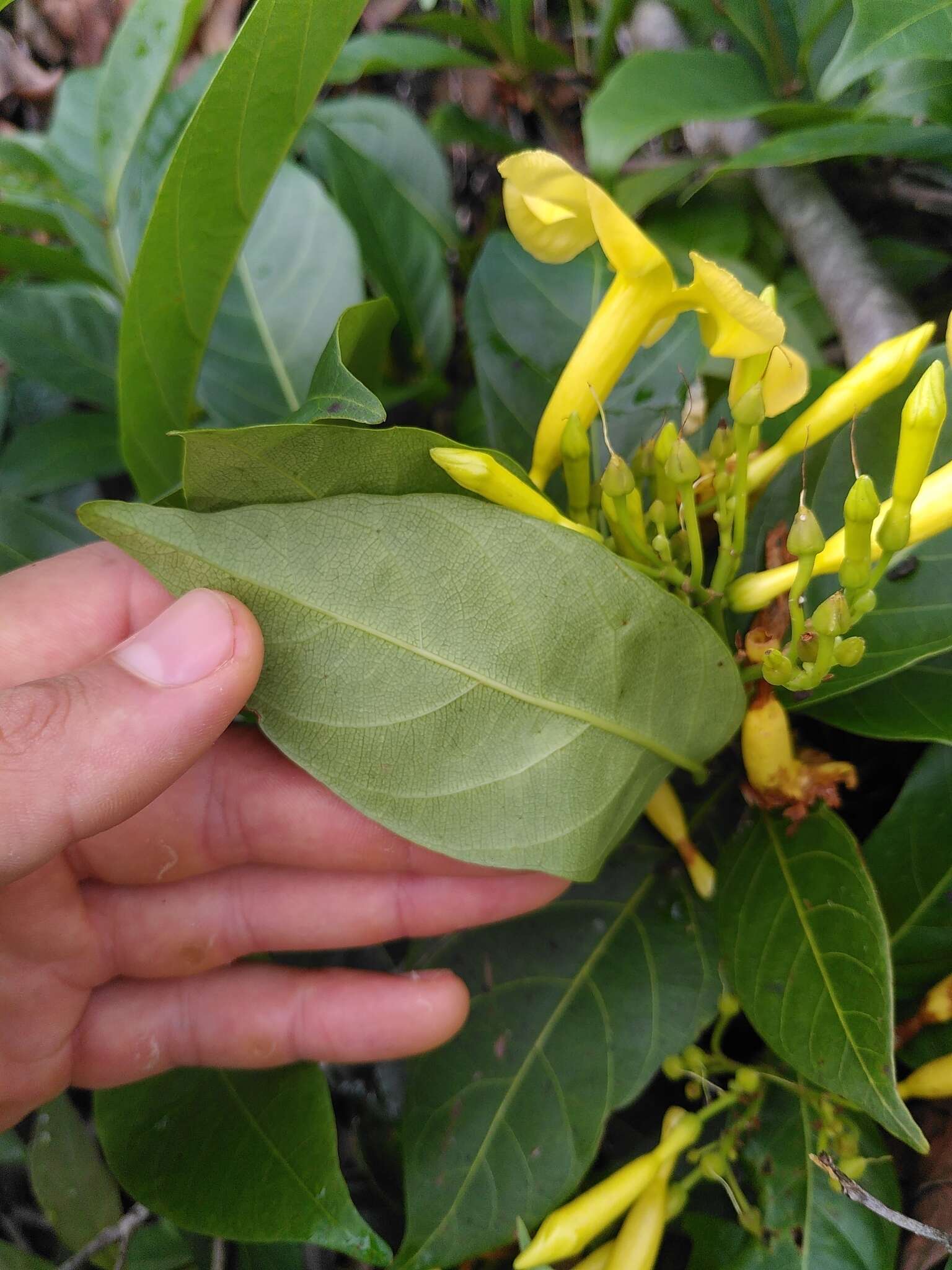 Plancia ëd Odontadenia puncticulosa (Richard) Pulle