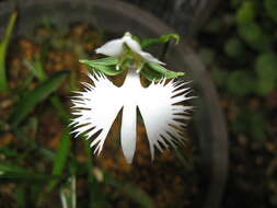 Image of Fringed orchid