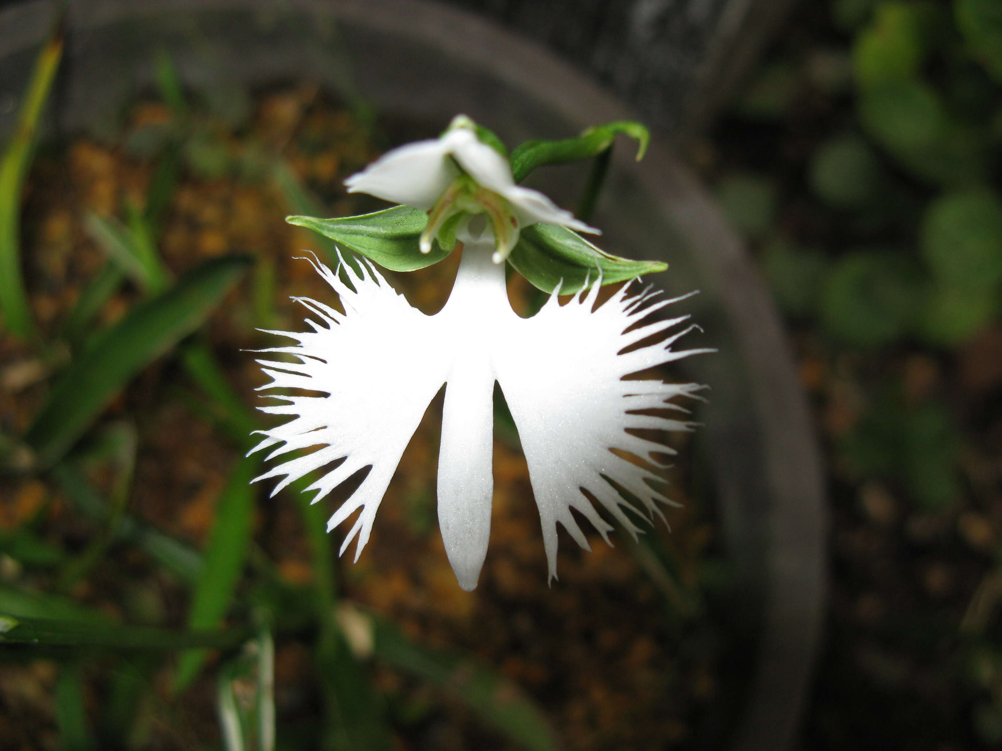 Pecteilis radiata (Thunb.) Raf. resmi