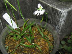 Pecteilis radiata (Thunb.) Raf. resmi