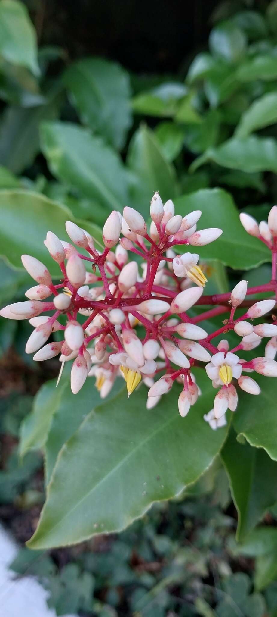 Image of Ardisia compressa Kunth