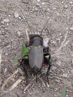 Image of Field cricket