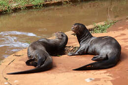 Image of giant otter