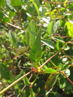 Microstachys corniculata (Vahl) A. Juss. ex Griseb. resmi