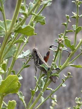 Melanoplus cinereus Scudder & S. H. 1878的圖片