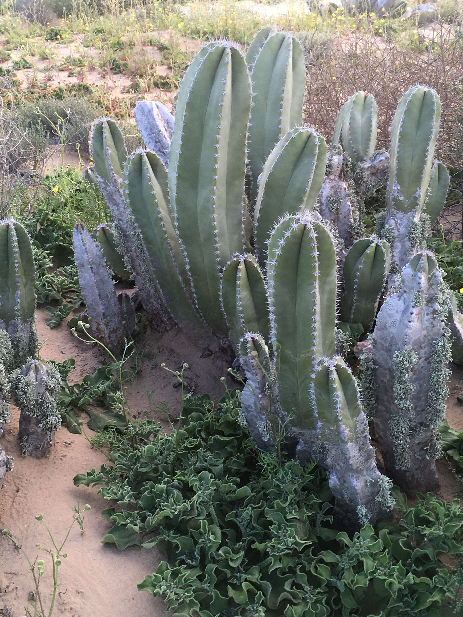 Image of senita cactus